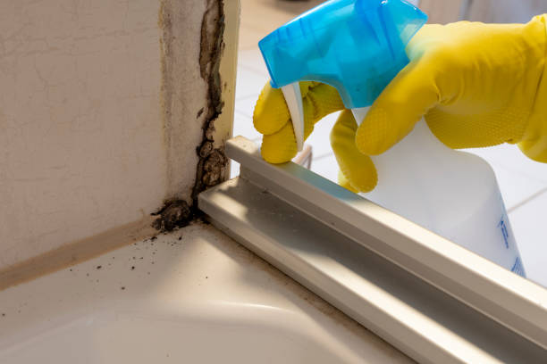 Best Commercial Mold Removal  in Lovettsville, VA