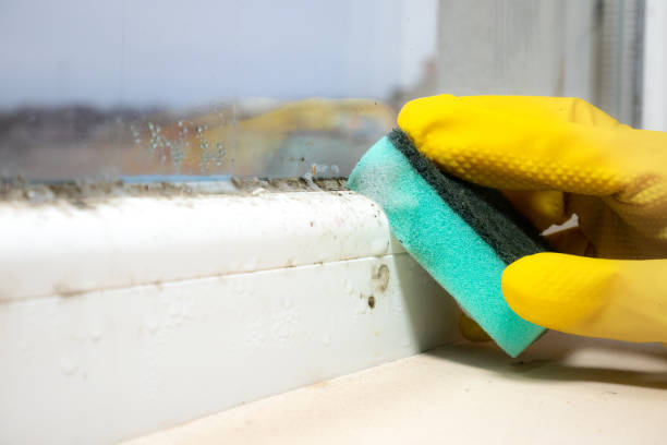 Best Emergency Mold Removal  in Lovettsville, VA