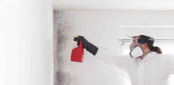 Best Toxic Mold Removal  in Lovettsville, VA