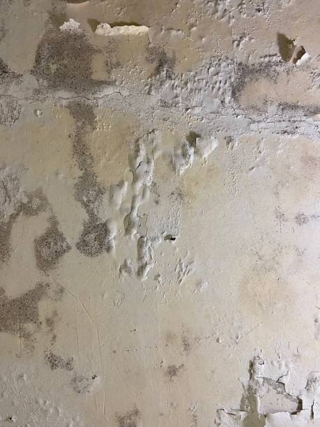 Best Attic Mold Removal  in Lovettsville, VA