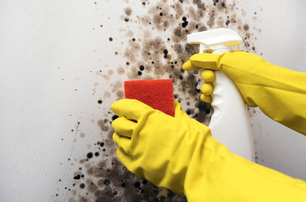 Best Mold Damage Repair  in Lovettsville, VA