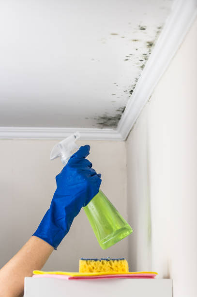 Best Local Mold Removal Service  in Lovettsville, VA