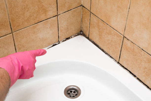 Best Local Mold Removal Service  in Lovettsville, VA