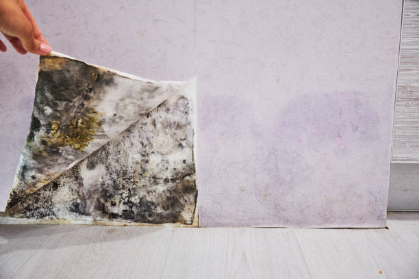 Best Black Mold Removal  in Lovettsville, VA